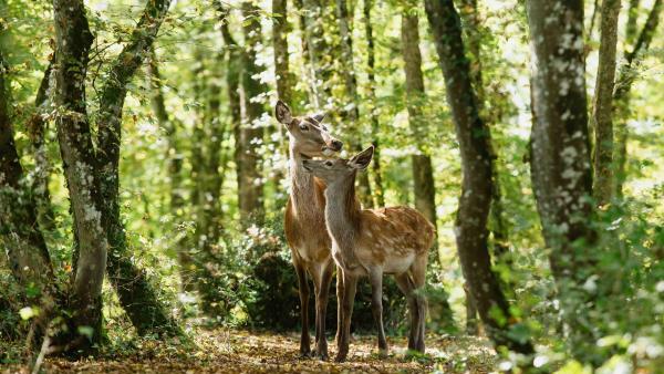 Téčko: Bambi - příběh života z lesů