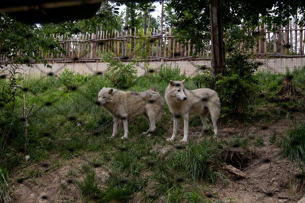 zoo olomouc safari vlacek