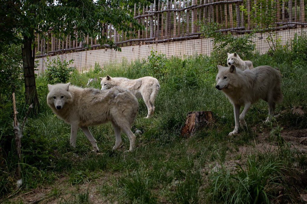 zoo olomouc safari vlacek