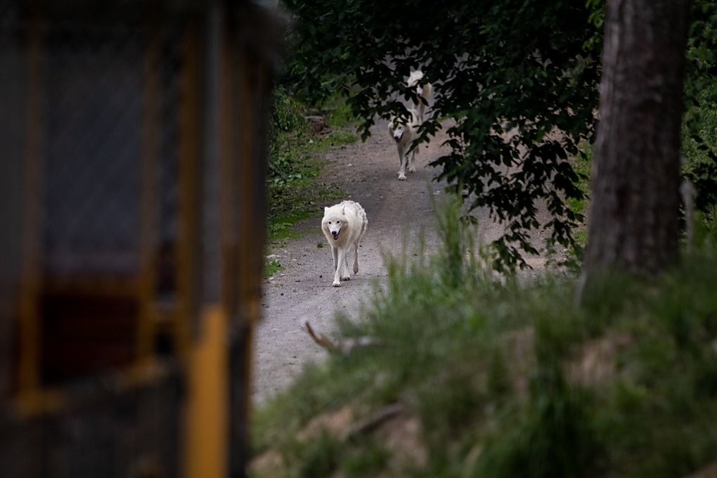 zoo olomouc safari vlacek