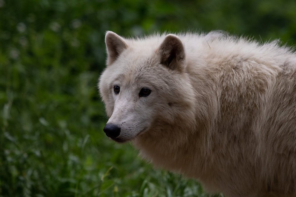 zoo olomouc safari vlacek